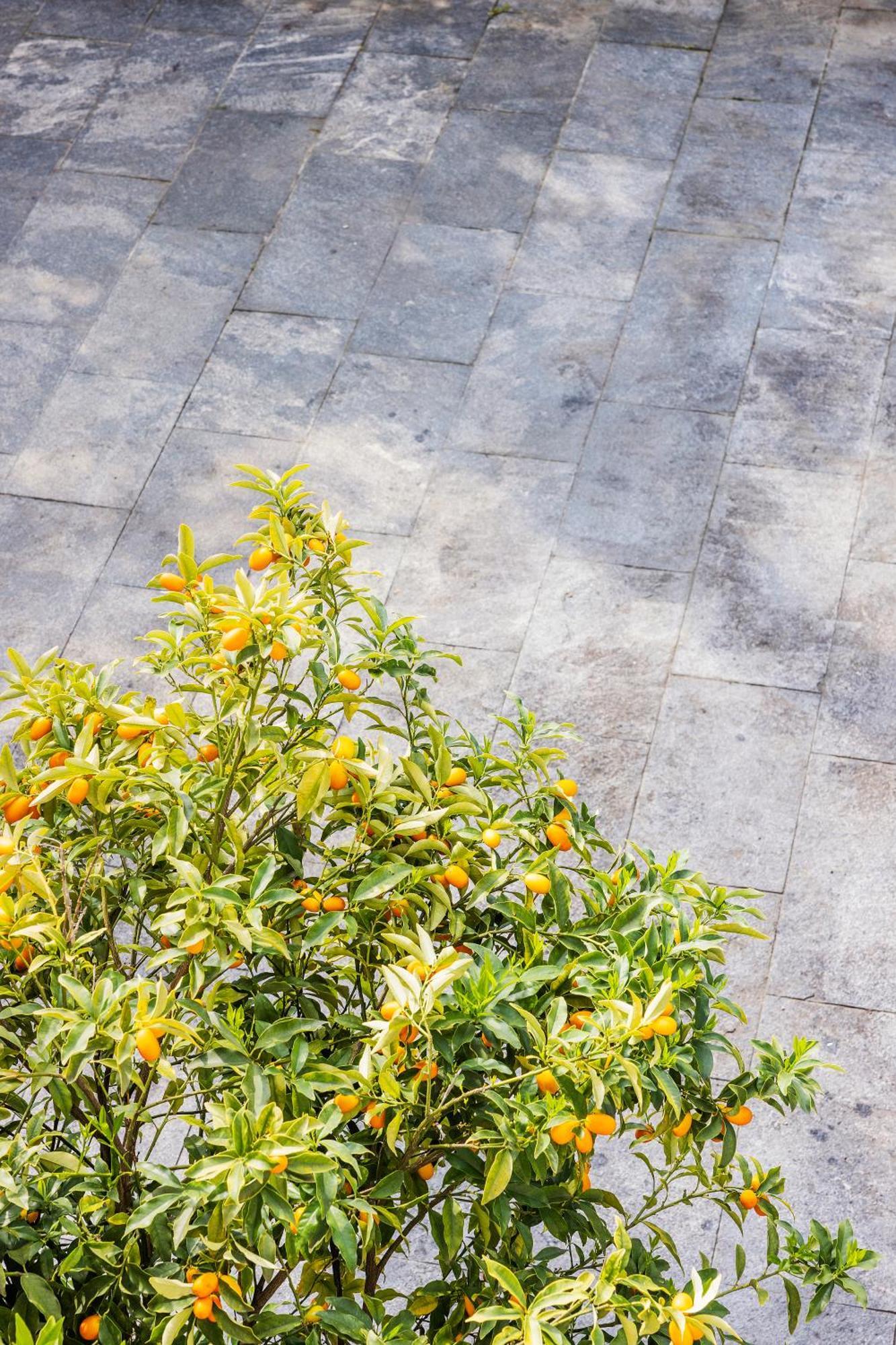 Villa Magnolia Locarno Exteriér fotografie